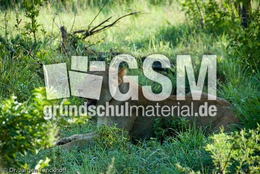 Löwen (33 von 69).jpg